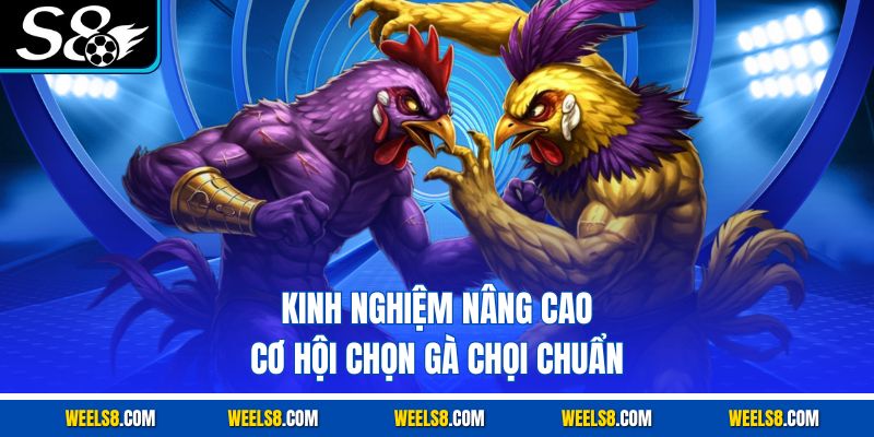 Kinh nghiệm nâng cao cơ hội chọn gà chọi chuẩn
